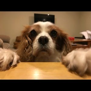 Meet your Posher, Ella